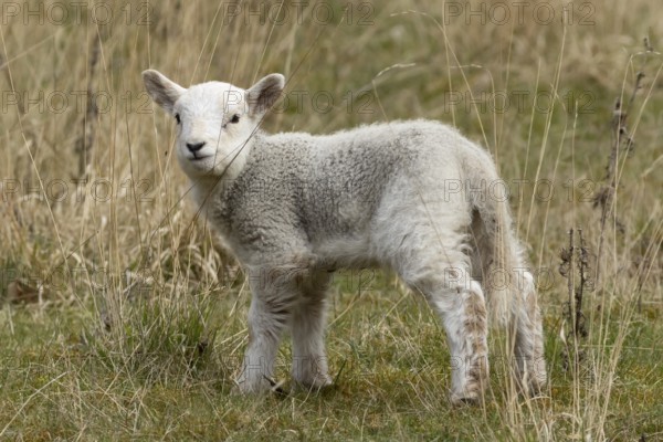 Domestic sheep (Ovis aries) juvenile baby lamb farm animal in grassland in spring, England, United