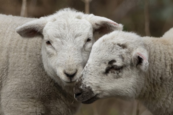 Domestic sheep (Ovis aries) two juvenile baby lambs farm animals greeting each other in spring,