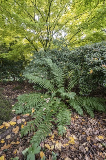 Fern (Polystichum) and Japanese fan maple (Acer palmatum Sangu Kaku), Emsland, Lower Saxony,