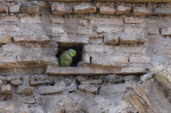 Ring-necked or Rose-ringed parakeet (Psittacula krameri) adult bird looking out of a hole in an