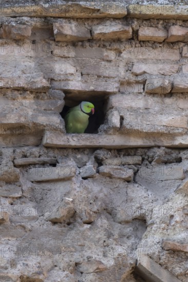 Ring-necked or Rose-ringed parakeet (Psittacula krameri) adult bird looking out of a hole in an