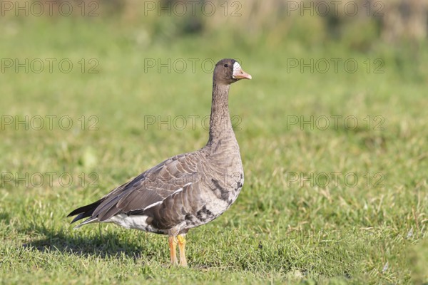 White-fronted goose (Anser albifrons), standing in a meadow in the wintering area, wildlife,