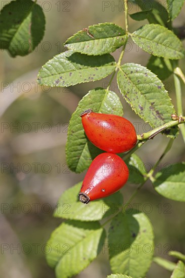 Ripe rosehip fruit of the dog rose (Rosa canina) on a branch, close-up, Wilnsdorf, North