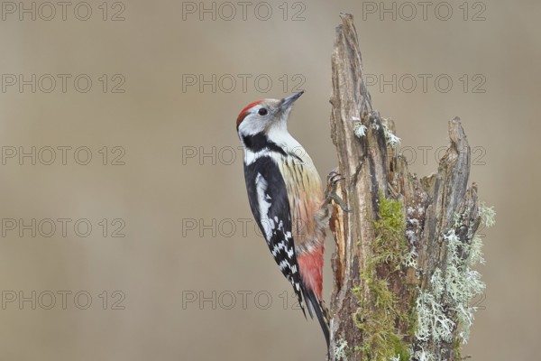 Middle spotted woodpecker (Dendrocopos medius) foraging on a tree stump overgrown with moss and