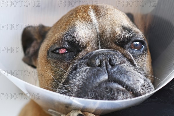 Face of French Bulldog dog with surgical implanted conjunctival flap covering eye used as treatment