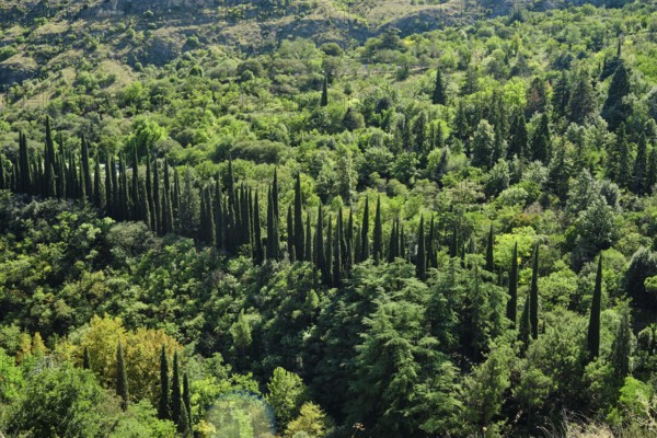 Cypress trees rise prominently in straight lines across a vibrant valley filled with greenery