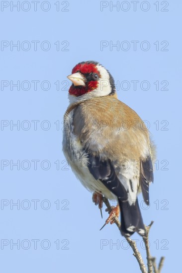 Goldfinch (Carduelis carduelis) adult, sitting on a thin branch, wildlife, animals, birds,