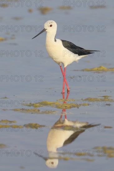 Black-winged Black-winged Stilt (Himantopus himantopus), male standing in shallow water, Wildlife,