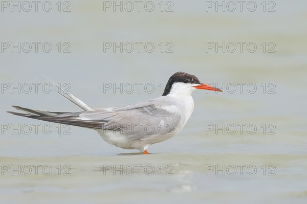 Common Tern (Sterna hirundo) standing in shallow water, terns, wildlife, nature photography,