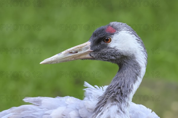 Crane (Grus grus), close-up of a crane, portrait, captive, Bavarian Forest National Park, Bavaria,