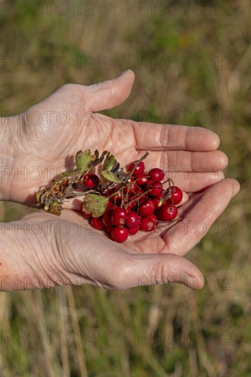 Hands holding berries of blackthorn (Prunus spinosa), Geltinger Birk nature reserve, Nieby,