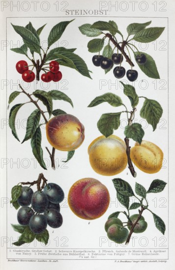 Colour plate stone fruit, plum, cherry, plum, apricot, Reineclaude, historical book illustration,