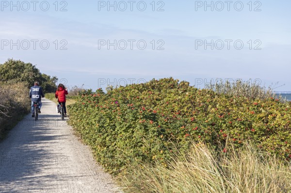 Potato rose (Rosa rugosa) on the Baltic Sea shore, cyclist, Geltinger Birk nature reserve, Nieby,