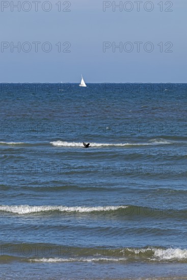 Sailboat, waves, swell, cormorant in flight, Baltic Sea, Geltinger Birk nature reserve, Nieby,