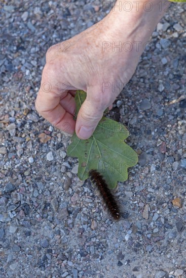 Woman rescues blackberry moth caterpillar (Macrothylacia rubi) from cycle path, Geltinger Birk,