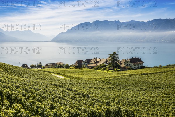 Picturesque village in the vineyards by the lake, Rivaz, Lavaux, UNESCO World Heritage Site, Lake
