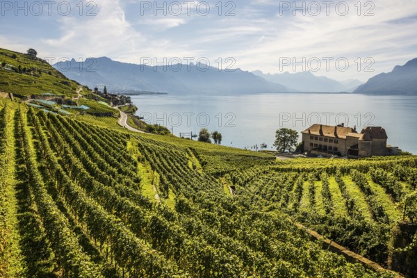 Picturesque village in the vineyards by the lake, Saint-Saphorin, Lavaux, UNESCO World Heritage