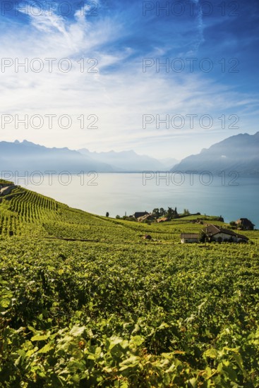 Picturesque village in the vineyards by the lake, Rivaz, Lavaux, UNESCO World Heritage Site, Lake