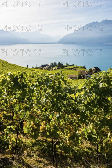Grand Cru grapes, Rivaz, Lavaux, UNESCO World Heritage Site, Lake Geneva, Lac Léman, Canton of