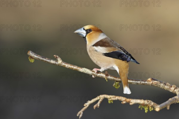 Hawfinch (Coccothraustes coccothraustes), male, sitting on a twig in a cherry tree, wildlife,