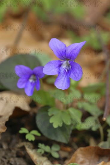 Grove violet (Viola riviniana), flower, in a beech forest, Wilnsdorf, North Rhine-Westphalia,