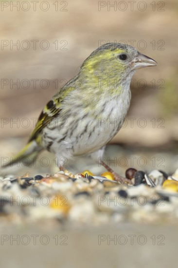 Siskin (Carduelis spinus), female at a winter feeder in the garden, mossy ground, Wilnsdorf, North