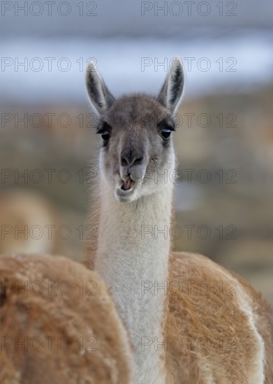 Guanaco (Llama guanicoe), Torres del Paine National Park, Patagonia, Chile, South America