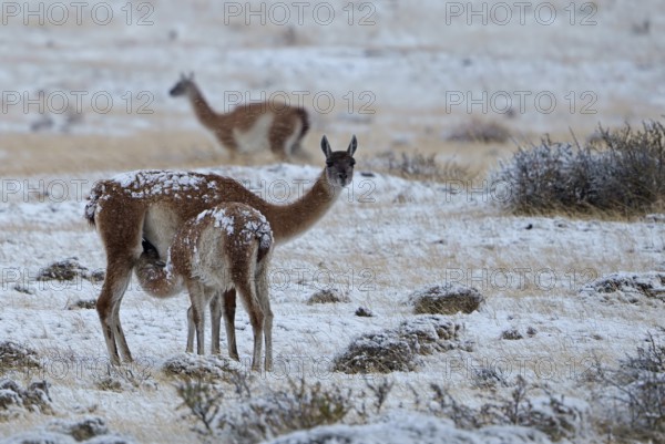 Guanacos (Llama guanicoe) in the snow, female suckling her young, Torres del Paine National Park,