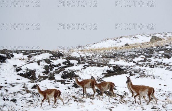 Guanacos (Llama guanicoe) in the snow, Torres del Paine National Park, Patagonia, Chile, South