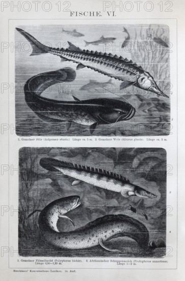 Plate Freshwater fish, sturgeon (Acipenser sturio), river catfish (Silurus glanis), Nile tilefish