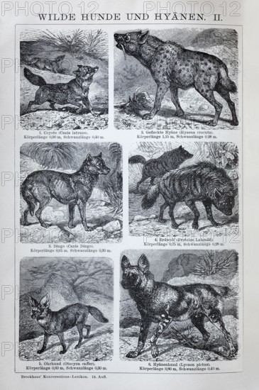 Plate Wild dogs and hyenas, coyote (Canis latrans), hyena (Hyaena crocuta), dingo (Canis dingo),