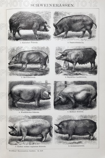 Picture plate pig breeds, Szalontai pig, Tamworth pig, Marsh pig, Bavarian country pig, historical