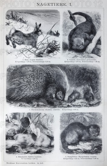 Plate rodents, hare (Lepus timidus), coandu (Coendu prehensilis), porcupine (Hystrix cristata),