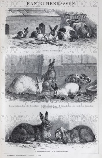 Plate rabbit breeds, domestic rabbit, angora rabbit, giant rabbit, historical book illustration,