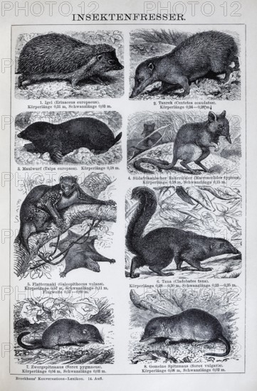 Plate insectivore, hedgehog (Erinaceus europaeus), mole (Talpa europaeus), shrew (Sorex vulgaris),