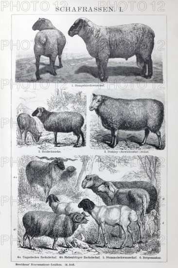 Sheep breeds, Hampshire Down, Heidschnucke moorland sheep, Dishley sheep, Zackelschaf,