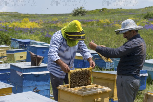 Two beekeepers inspect honeycombs amidst colourful beehives in a flowering meadow, beekeeper, near