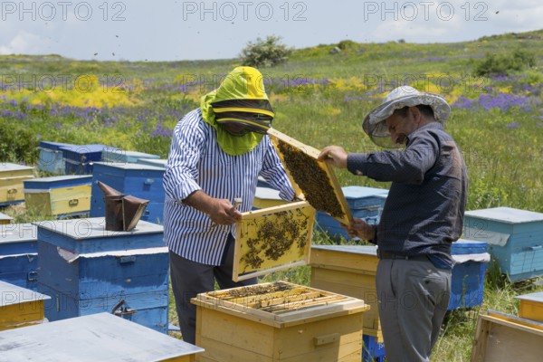 Beekeepers examine a honeycomb in a meadow with colourful beehives surrounded by flowers,