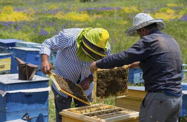 Two beekeepers look at a honeycomb in a colourful flower meadow with yellow and blue beehives,