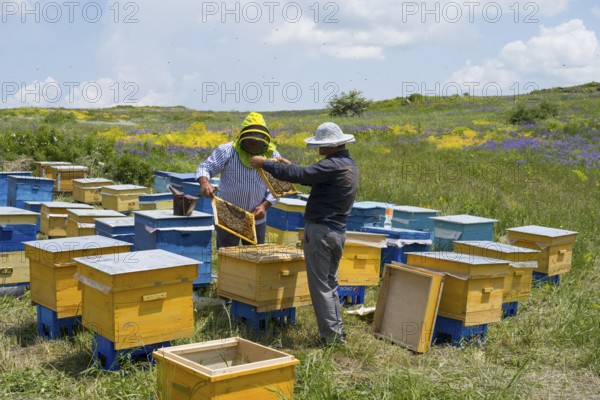 Two beekeepers working on beehives in a green, blooming meadow under a sunny sky, beekeeper, near