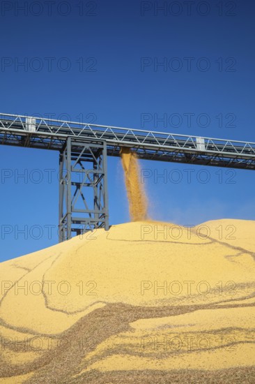 Inwood, Iowa - Newly-harvested corn is piled up at Cooperative Farmers Elevator (CFE). The pile