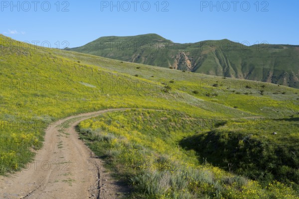 A winding road leads through rolling green hills under a clear blue sky, lined with yellowish