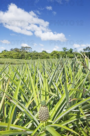 Pineapple plantation, Sarapiqui, Costa Rica, Central America