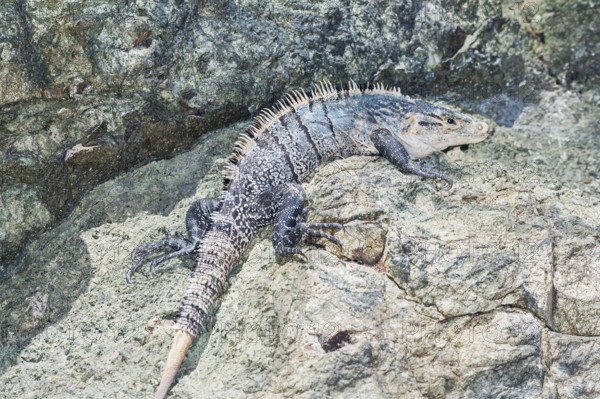 Black spiny tailed Iguana (Ctenosaur similis) crawling, Manuel Antonio National Park, Puntarenas