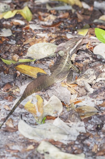 Common basilisk (basiliscus basiliscus) in rainforest, Manuel Antonio National Park, Quepos,