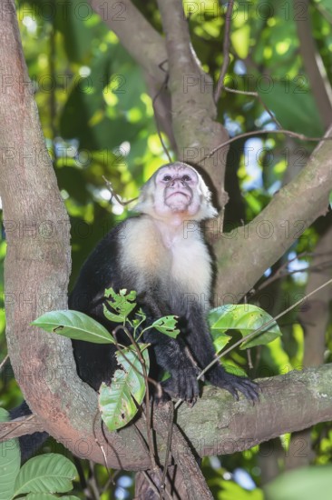 White-faced capuchin monkey (Cebus capucinus) in rainforest, Manuel Antonio National Park,