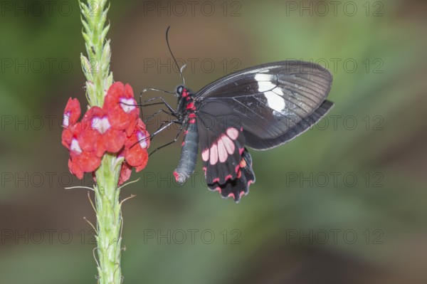 Doris Butterfly (Heliconius doris) on flower, Costa Rica, Central America
