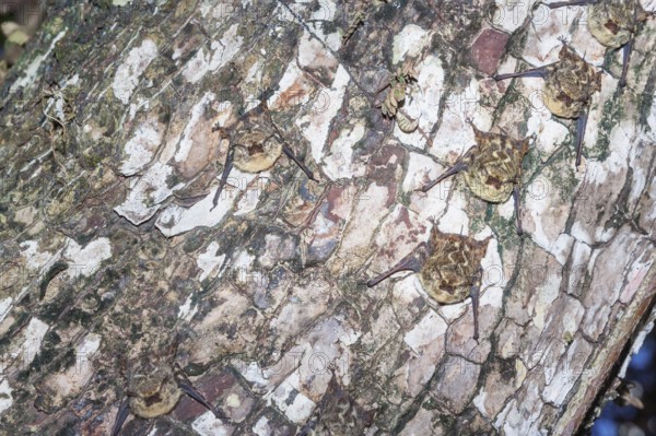 Long-nosed bats (Rhynchonycteris naso) camouflaged on a tree trunk, Manuel Antonio National Park,