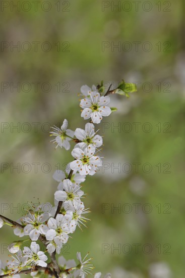 Flowering twig, blackthorn (Prunus spinosa), also known as blackthorn, Wilnsdorf, North
