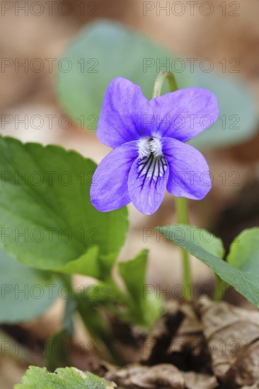 Grove violet (Viola riviniana), flower, in a beech forest, Wilnsdorf, North Rhine-Westphalia,